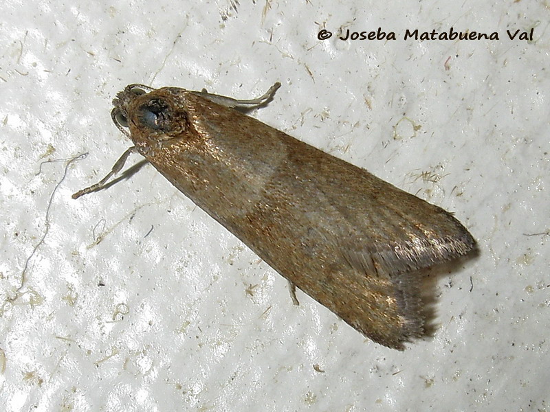 Micro da id. 3: Tortricodes alternella - Tortricidae